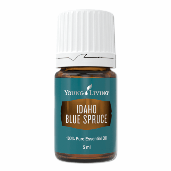 Idaho Blue Spruce
