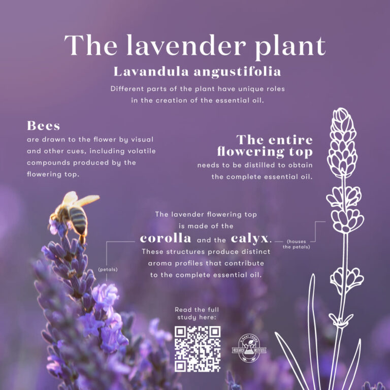 Lavender EO 04 EN